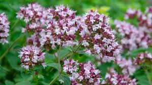 [8448] ORIGANUM VULGARE MARJOLAINE - (MAUVE) (Caduc, 50/100)