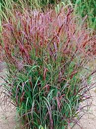 PANICUM PRAIRIE SKY