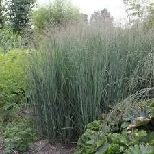 PANICUM VIRGATUM