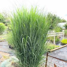 [8563] PANICUM VIRGATUM NORTHWIND (Caduc, 150/200)