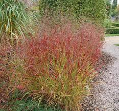 [8559] PANICUM VIRGATUM (Caduc, BRUN, 150/200)