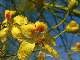 PARKINSONIA ACULEATA