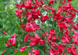 PENSTEMON VIRENS