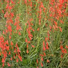 [8673] PENSTEMON BARBATUS (Caduc, 50/100)