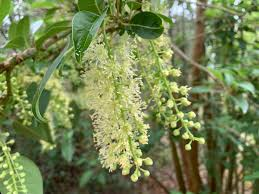[9001] PHYTOLACCA DIOICA - TIGE (Caduc, 10 à 20 m)