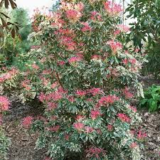 [9077] PIERIS JAPONICA FOREST FLAME (Persistant, 200/250)