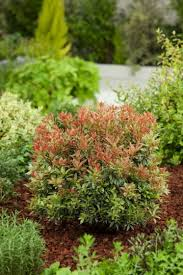 PIERIS JAPONICA LITTLE HEATH