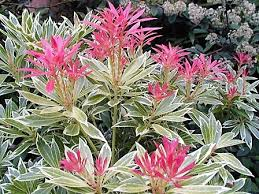 PIERIS JAPONICA VARIEGATA