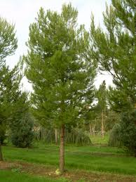 PINUS HALEPENSIS - DEMI TIGE