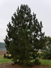 PINUS HELDREICHII