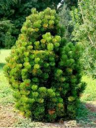 PINUS LEUCODERMIS COMPACT GEM