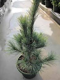 [9146] PINUS MONTICOLA AMMERLAND (Persistant, 3 à 5 m)