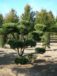PINUS MUGO GNOM