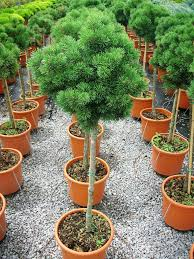 PINUS MUGO MOPS - QUART TIGE