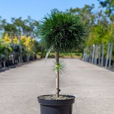 [9185] PINUS MUGO VARELLA - QUART TIGE (Persistant, 200/250)
