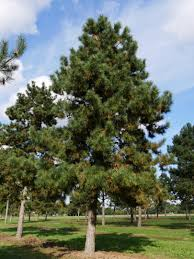 [9189] PINUS NIGRA AUSTRIACA (Persistant, 10 à 20 m)