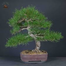 PINUS NIGRA AUSTRIACA - BONSAI