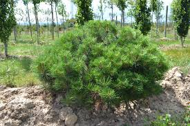 PINUS NIGRA BREPO (N. PIERRICK BREGEON)