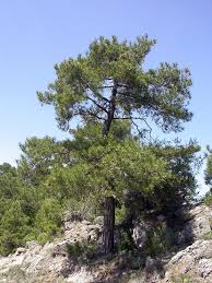 [9188] PINUS NIGRA (Persistant, +20 m)