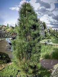 [9228] PINUS NIGRA GREEN TOWER (Persistant, 3 à 5 m)