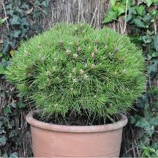 [9232] PINUS NIGRA MARIE BREGEON (Persistant, 3 à 5 m)