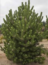 [9240] PINUS NIGRA OREGON GREEN (Persistant, 5 à 10 m)