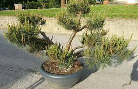 PINUS SYLVESTRIS REPENS CLT 18