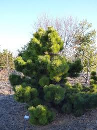 PINUS THUNBERGII THUNDERHEAD