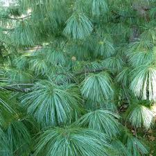 [9383] PINUS WALLICHIANA (EXCELSA) (GRIFFITHII) (Persistant, +20 m)