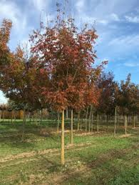 PISTACIA CHINENSIS - TIGE