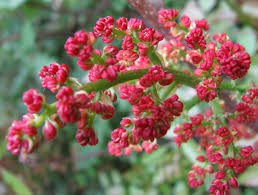 PISTACIA TEREBINTHUS