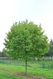 PLATANUS ACERIFOLIA ALPHEN'S GLOBE - TIGE