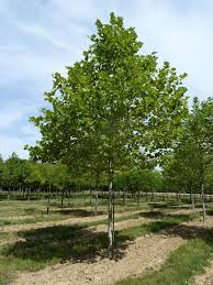 [9583] PLATANUS ACERIFOLIA - TIGE PLATEAU (Caduc, 10 à 20 m)
