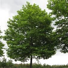 [9604] PLATANUS OCCIDENTALIS - RAMIFIE (Caduc, +20 m)