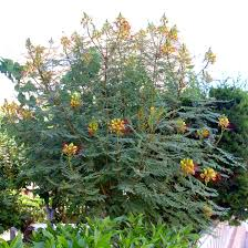 POINCIANA GILLIESII - DEMI TIGE