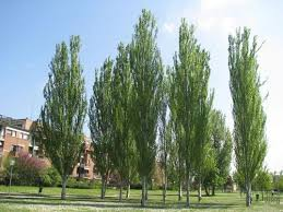 [9692] POPULUS ALBA PYRAMIDALIS (A. BOLLEANA) - RAMIFIE (Caduc, 10 à 20 m)