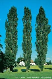 POPULUS ITALICA PYRAMIDALIS