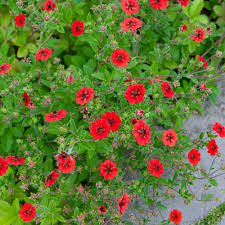 [9891] POTENTILLA ATROSANGUINEA (Caduc, 50/100)