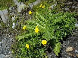 [9902] POTENTILLA FRUTICOSA (Caduc, 0/20)