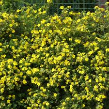 POTENTILLA FRUCTICOSA GOLD FINGER