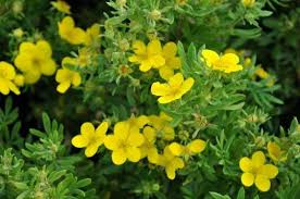 [9905] POTENTILLA FRUTICOSA ARBUSCULA (Caduc, 50/100)