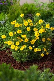 POTENTILLA FRUTICOSA