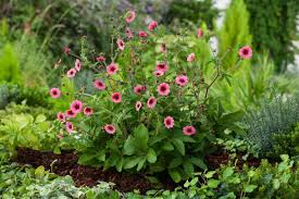 POTENTILLA NEPALENSIS MISS WILLMOTT