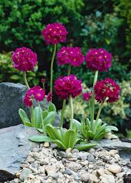 [9936] PRIMULA DENTICULA (Caduc, 0/20)