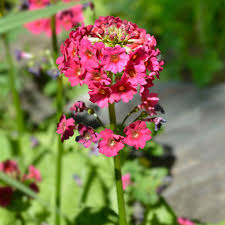 [9938] PRIMULA JAPONICA (Caduc, 50/100)