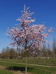 PRUNUS ACCOLADE