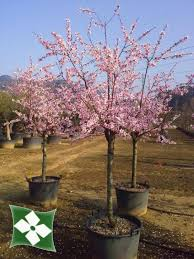 [9976] PRUNUS AMYGDALUS (AMANDIER) - DEMI TIGE (Caduc, 3 à 5 m)