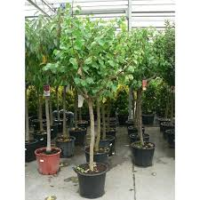 [9997] PRUNUS ARMENIACA (ABRICOTIER) - DEMI TIGE