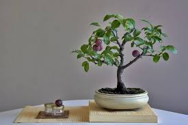PRUNUS DOMESTICA (PRUNIER) - BONSAI