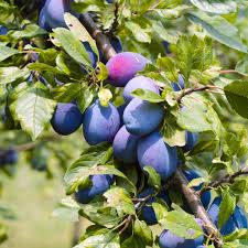 [10064] PRUNUS DOMESTICA (PRUNIER) - TIGE (Caduc, 5 à 10 m)